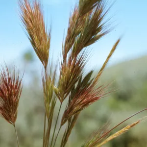 Bromus rubens c