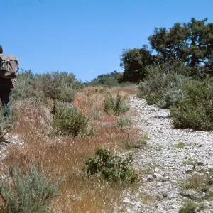 Bromus rubens