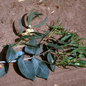 Blue Gum, 2 leaves