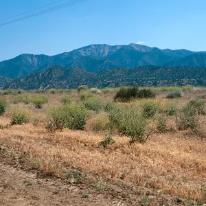 Brassica geniculata, Ventucopa