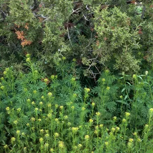 Ballinger Canyon