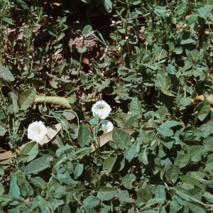 Bindweed