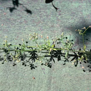 Bedstraw