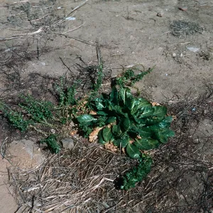 Beta vulgaris