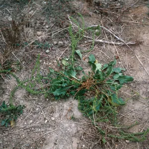 Beta vulgaris