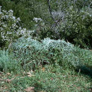 Artichoke Thistle