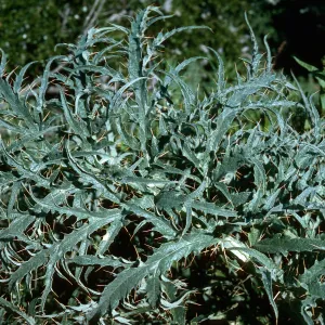 Artichoke Thistle, Hollister Ranch