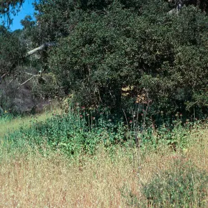 Milk Thistle under oaks