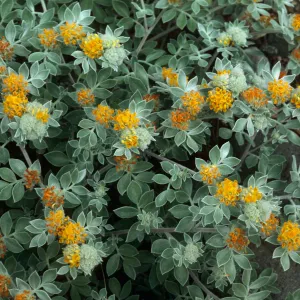 Lotus argophyllus niveus, CaÃ±ada del Puerto, Santa Cruz Island