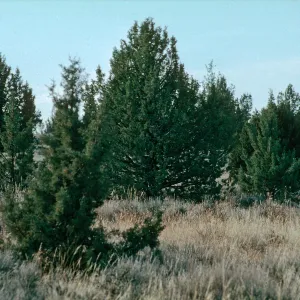 Juniperus occidentalis, Sagebrush Juniper Woodland