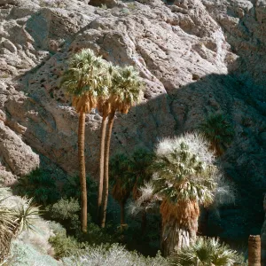 Hidden Palms, Whitewater Canyon