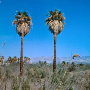 Two palms in Middle group, 1000 Palms Oasis