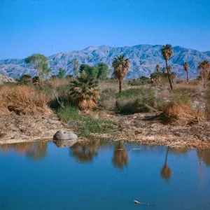 Lower reservoir looking North, 1000 Palms Oasis