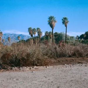 Lower reservoir looking North, 1000 Palms Oasis