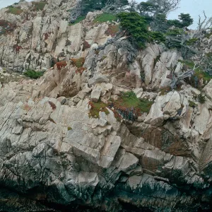 Pt. Lobos