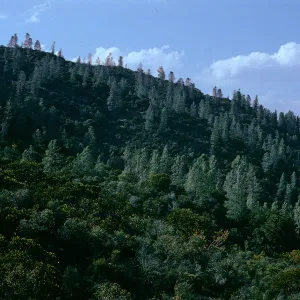 Gray Pine-Chaparral Woodland, Inner Coast Range foothills