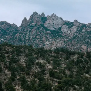 Pinus monophylla, New York Mountains