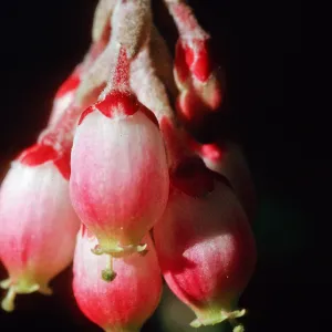Xylococcus bicolor, Ericaceae