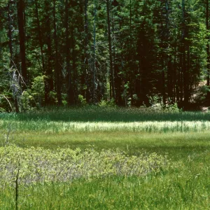 Butterfly Meadow