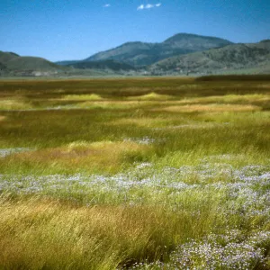 Sierra Valley