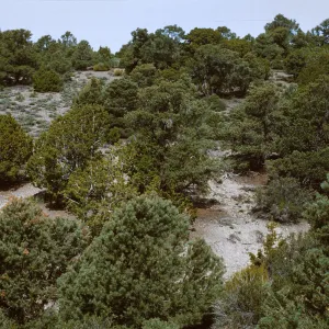 PiÃ±on-Juniper Woodland, White Mtns.