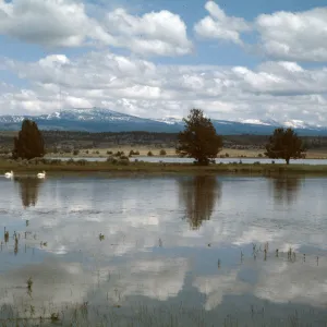 White Pelicans, Warner Mtns., Modoc National Wildlife Refuge