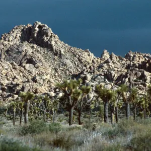 Yucca brevifolia, Hidden Valley, Joshua Tree NP