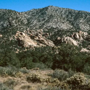 Carruthers Canyon, New York Mtns.
