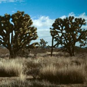 Joshua Tree Woodland, Providence Mtns.
