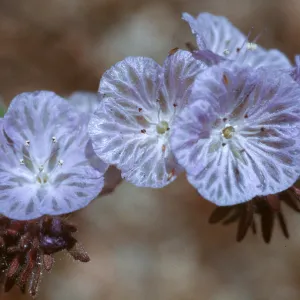 Phacelia exilis, Mutau Road