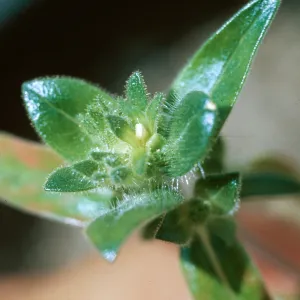 Collomia grandiflora, cleistogamous flower