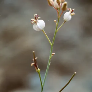 Caulanthus amplexicaulis barbarae, Figueroa Mtn.