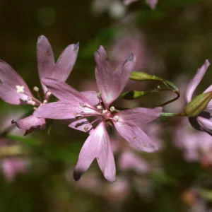 Clarkia biloba var. australis