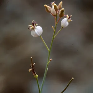 Caulanthus amplexicaulis barbarae, Figueroa Mtn.