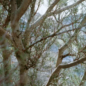 Bursera microphylla, Indian Girl Canyon