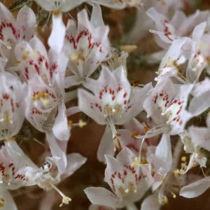 Loeseliastrum schotti, 1000 Palms