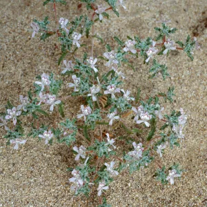 Loeseliastrum schotti, 1000 Palms