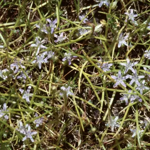Navarretia prostrata, Jolon