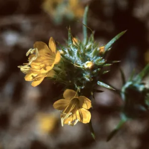 Eriastrum luteum, Jolon Valley
