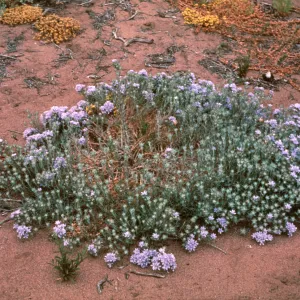 Eriastrum densifolium, dunes at VAFB, Shuman Creek