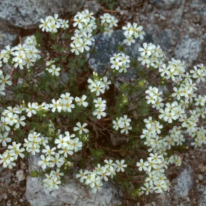 Linanthus pachyphyllus, Rock Creek Basin, Mono Lake
