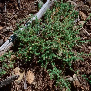 Galium hardhamiae, Las Berros creek, Santa Lucia Mountains, Monterey County