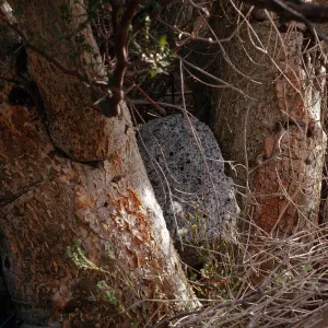 Bursera microphylla, Indian Girl Canyon