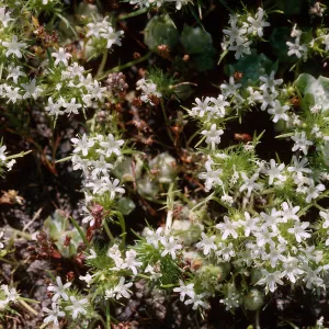Navarretia leucocephala, Sierra Valley, near Calpine