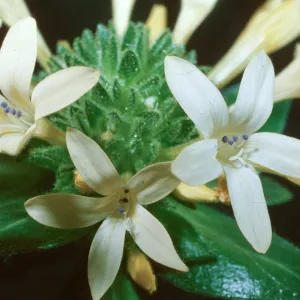 Collomia grandiflora