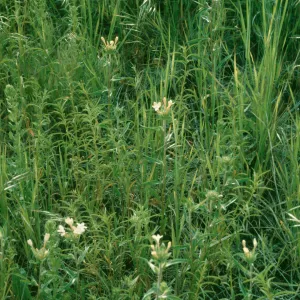 Colloma grandiflora