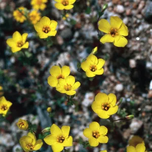 Linanthus aureus, Ballinger Canyon