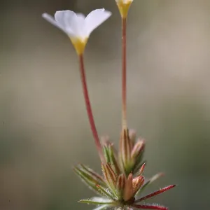 Linanthus breviculus, San Bernardino Mountains