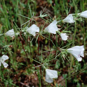 Linanthus dichotomus