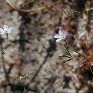 Linanthus liniflorus
